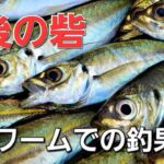 【アジング】一網打尽！デカアジ～小アジ入れ喰い。このアジングワームでの釣果が最近エグいんです。【reins アジシラッシュ】
