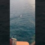 ショアからカツオが釣れた！#shorts