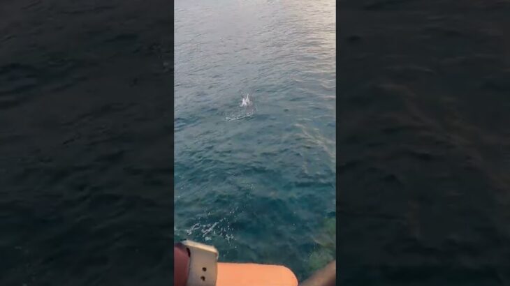 ショアからカツオが釣れた！#shorts