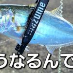 【アジング】こいつをこう使えばデカアジも青物も？！