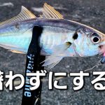 【アジング】これしてると釣果下がります。と言うか下がりました…