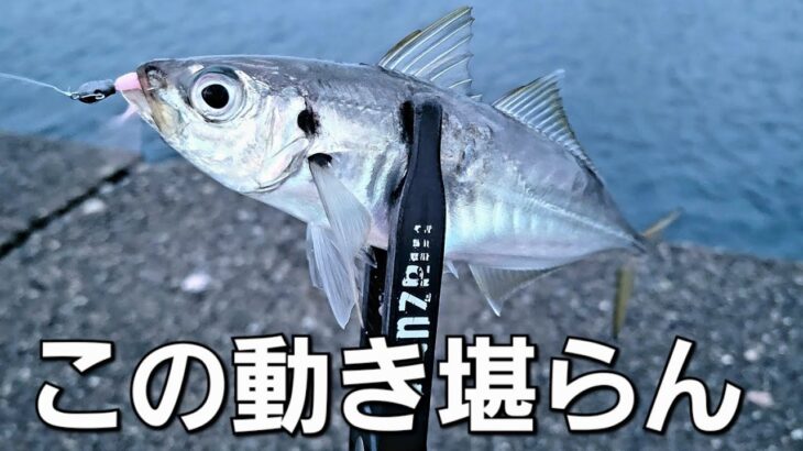 【アジング】渋い状況でも思わず口を使ってしまうワームが最近良すぎるんです