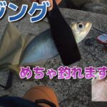 【アジング⇒ショアジギ】新潟リベンジ釣行（前編）