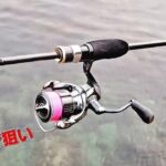 【アジング】デカアジ狙いで普段より強く弾いてみた朝マズメ