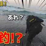 【入れ食い】この時期、早起きしてサーフに行くと良い事があります。