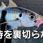 【アジング】フル無視デカアジが狂うワームでデイアジング