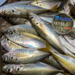 夏アジングに行ってみた！