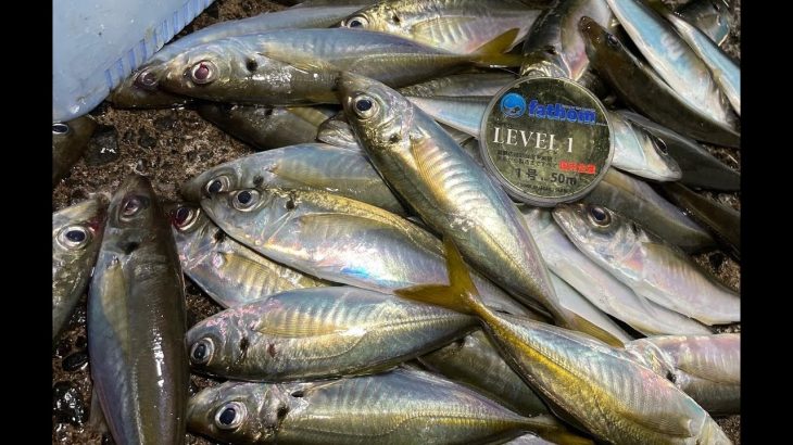 夏アジングに行ってみた！