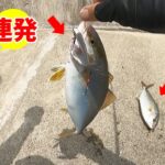 岸壁ジギングで連発ヒット‼ネリゴは超簡単に釣れます‼