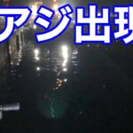 神奈川アジング調査vol.20