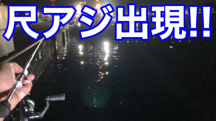 神奈川アジング調査vol.20