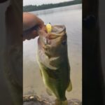 why does everyone hate these?