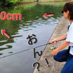 アジングしたいんですけど。。釣りガールさんが連れてかれたのは水深30cm？！【ライトゲーム 】