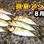 【やっと釣れた…！8月19日真夏アジング!!】SOTvol,158