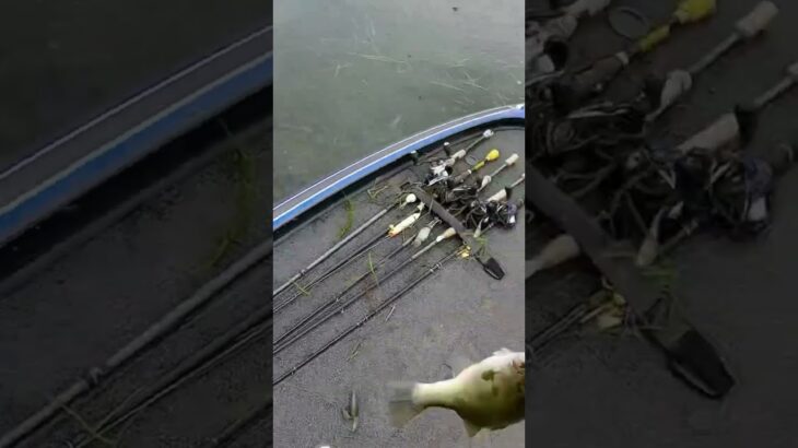 GIANT Bass Flipping Grass