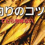 【アジング】上級者はしてる数釣りのコツ。こんな所も夜にアジは溜まります