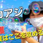 【アジング】夏のデイアジング！漁港のデカアジはここを狙う。潜むデカアジvs釣りガール