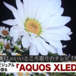 オーディオ・ビジュアル評論家が語る「AQUOS XLED」の魅力：シャープ