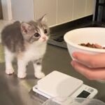 一刻も早くごはんを食べたくて待ってる子猫がかわいすぎたw