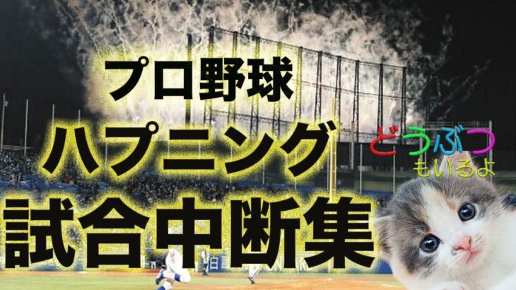 【続行不可】試合中断プロ野球ハプニング集【犬猫鳥に花火、飛行機魚全部まとめて珍プレー】