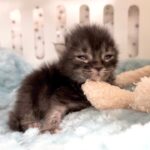 赤ちゃん猫がウトウト眠りにつく様子が可愛い 生後11日【アオちゃん日記#9〜青い秋空〜】Cute baby cat falling asleep. 子猫