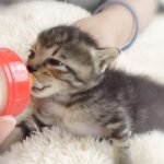 ミルクを飲む子猫が可愛すぎてキュン死しそうになりました【保護子猫】