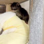 先住猫が好きすぎて背中に登っちゃう子猫 生後28日【アオちゃん日記#26〜青い秋空〜】Kitten that likes the older cat and climbs on its back.