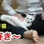 一晩ぶりの再会だけで大喜び大歓迎とろけるように甘えてくる保護子猫がかわいいすぎます