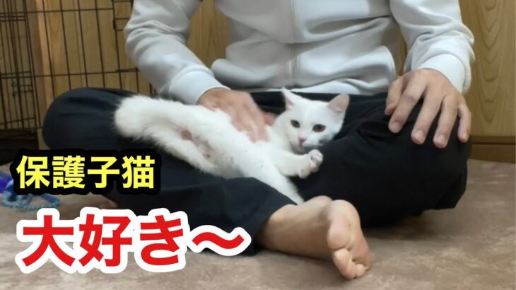 一晩ぶりの再会だけで大喜び大歓迎とろけるように甘えてくる保護子猫がかわいいすぎます