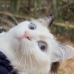 大好きな小鳥を見つけた瞬間、目が大きくまん丸になる猫すーちゃん