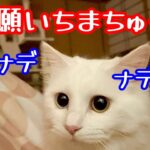 毎晩パパに撫で撫でしてもらってから寝る猫が可愛い