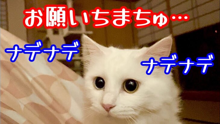 毎晩パパに撫で撫でしてもらってから寝る猫が可愛い