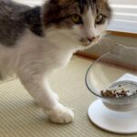 夏が来てないのにサマーカットに終わりを告げる勢いの毛量子猫レオです