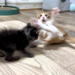 お転婆になって来たので先輩猫に教育をお願いしてみた 生後41日【アオちゃん日記#38〜青い秋空〜】 I asked her to educate me about kittens. 保護猫