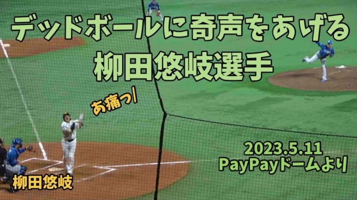 死球に奇声をあげるソフトバンクホークス柳田悠岐🥲杉浦稔大に少し不機嫌な態度をみせる(T . T)2023.5.11⚾️ホークス対日本ハム