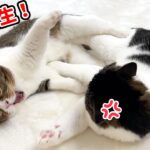 親子猫で喧嘩発生！勝つのはどっち？仲良く遊んでいたはずが大喧嘩になってしまった結果…