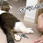 オナラした猫に「オナラした？」と聞いたら大変なことになった…汗