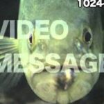 ブラックバス　ルアー　捕食シーン動画　Blackbass