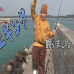 【エギング】イカ釣りしてみた【次回予告もみてにー】