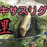 鯉釣り ベイトタックルとテキサスリグでコイ釣り！