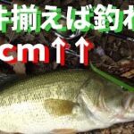 条件揃えば50ｃｍ↑が釣れたんです！夏のおかっぱりバス釣り！【ブラックバス釣り】