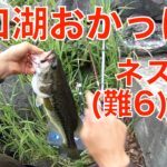 河口湖ブラックバス釣りおかっぱり ネスト雄(難易度6)攻略【054】虫くん釣りch