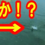 【バス釣り】ブラックバスか！？河口湖夕まずめチョイ釣り！