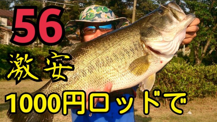 バス釣り 琵琶湖に遠征しておかっぱりから激安タックルでデカバスを釣る！