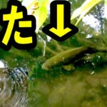 【バス釣り】夏の野池！１時間虫ルアーだけで勝負！