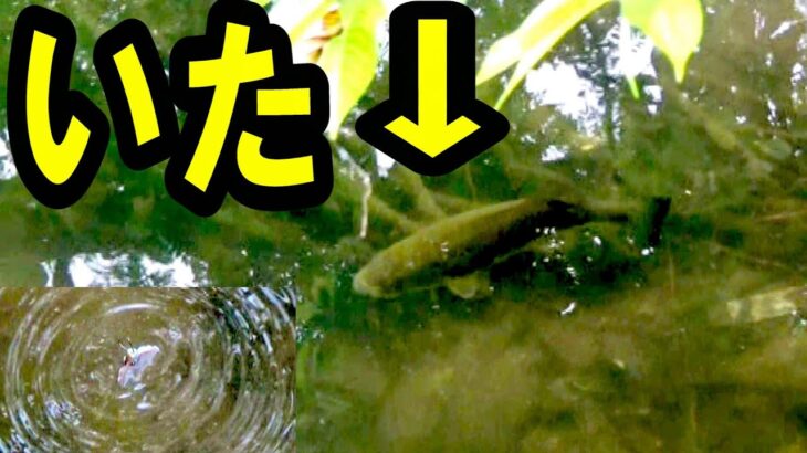 【バス釣り】夏の野池！１時間虫ルアーだけで勝負！