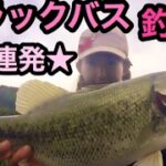 釣りガール バス釣り 相模湖  ブラックバス HIT&キャッチシーン5連発！！