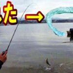 【バス釣り】足元にブラックバスおったど！やっぱり桟橋はバスがいる！