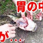 釣ったブラックバスをその場で捌く！【ハイサイ探偵団×にしやんFC】コラボ