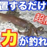 今が旬！！簡単仕掛けでイカ釣り！